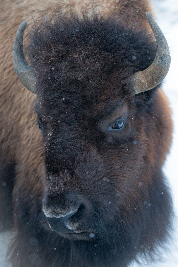 Bison Portrait