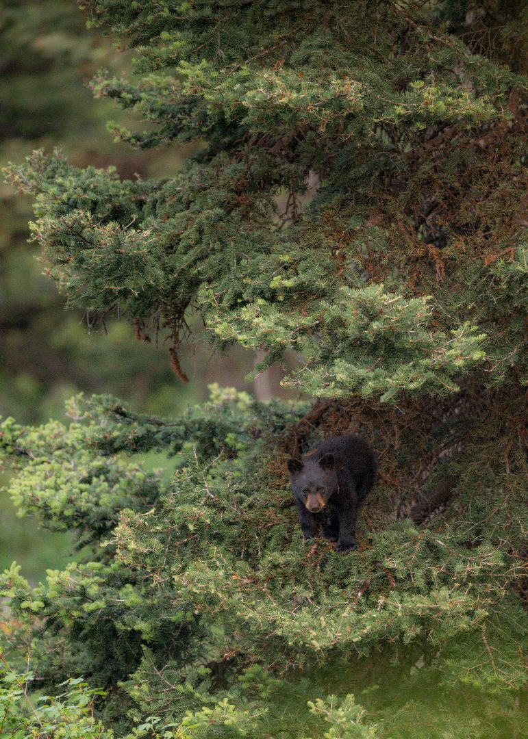 Climber in the Canopy