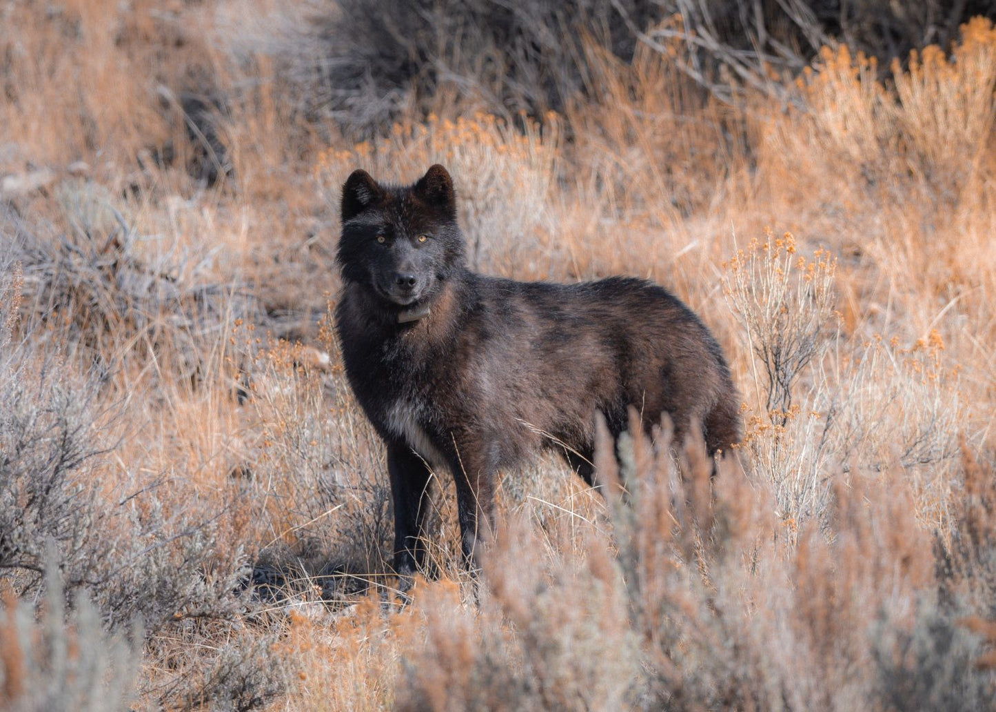 A Dark Knight of Yellowstone