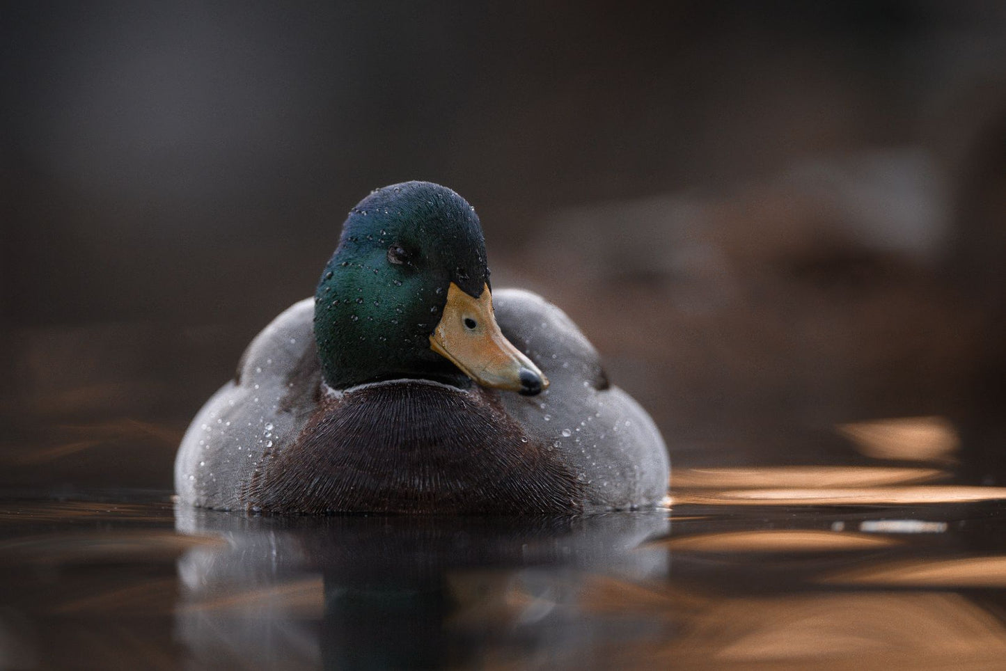 A Mallard Duck