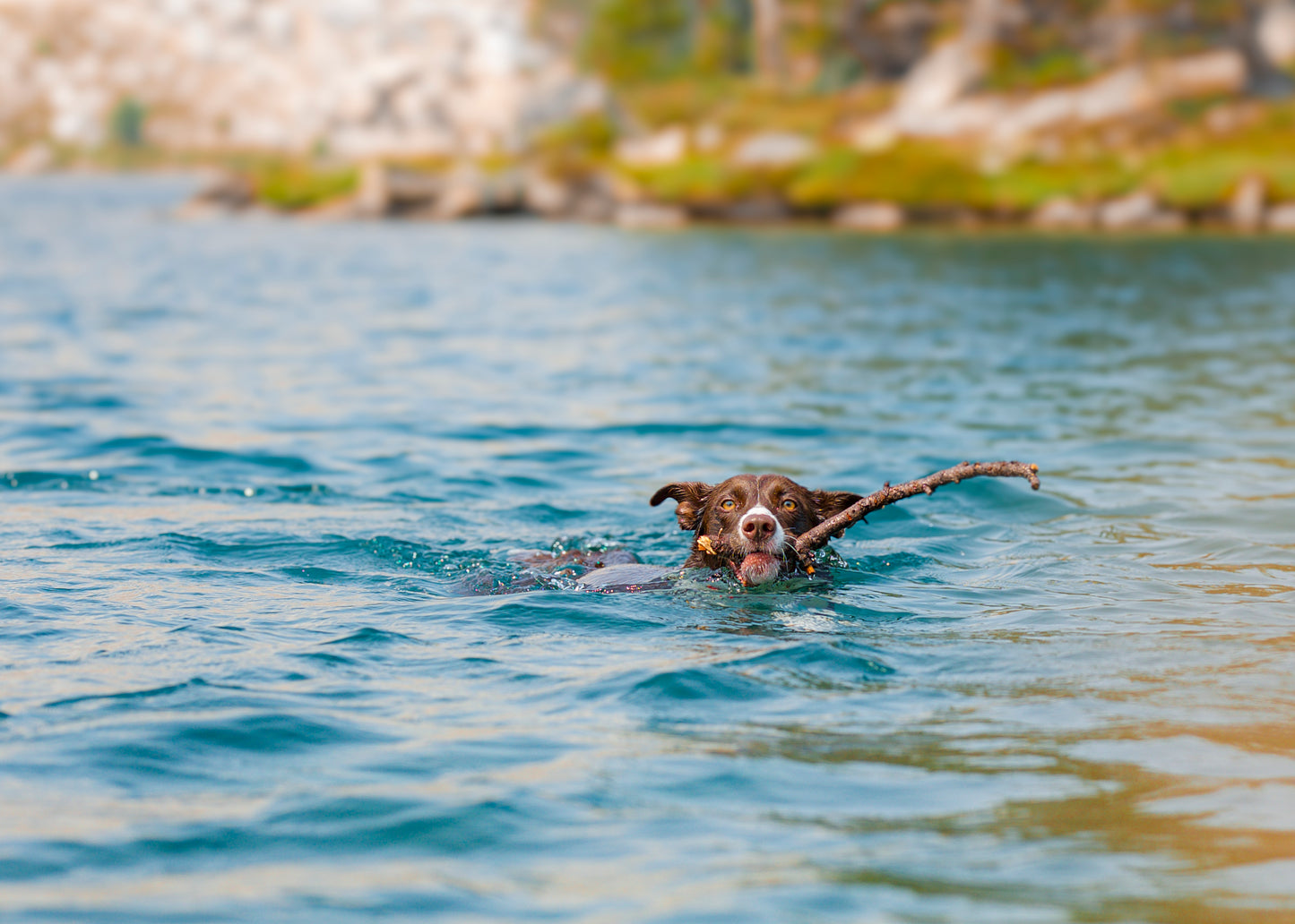 Furry Friends Photoshoot