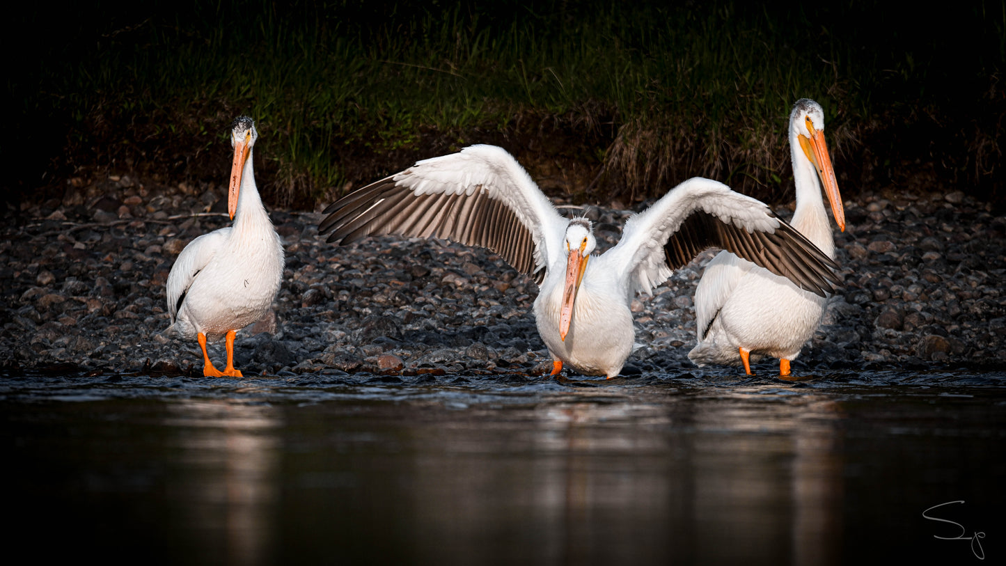 Les Trois Mousquetaires