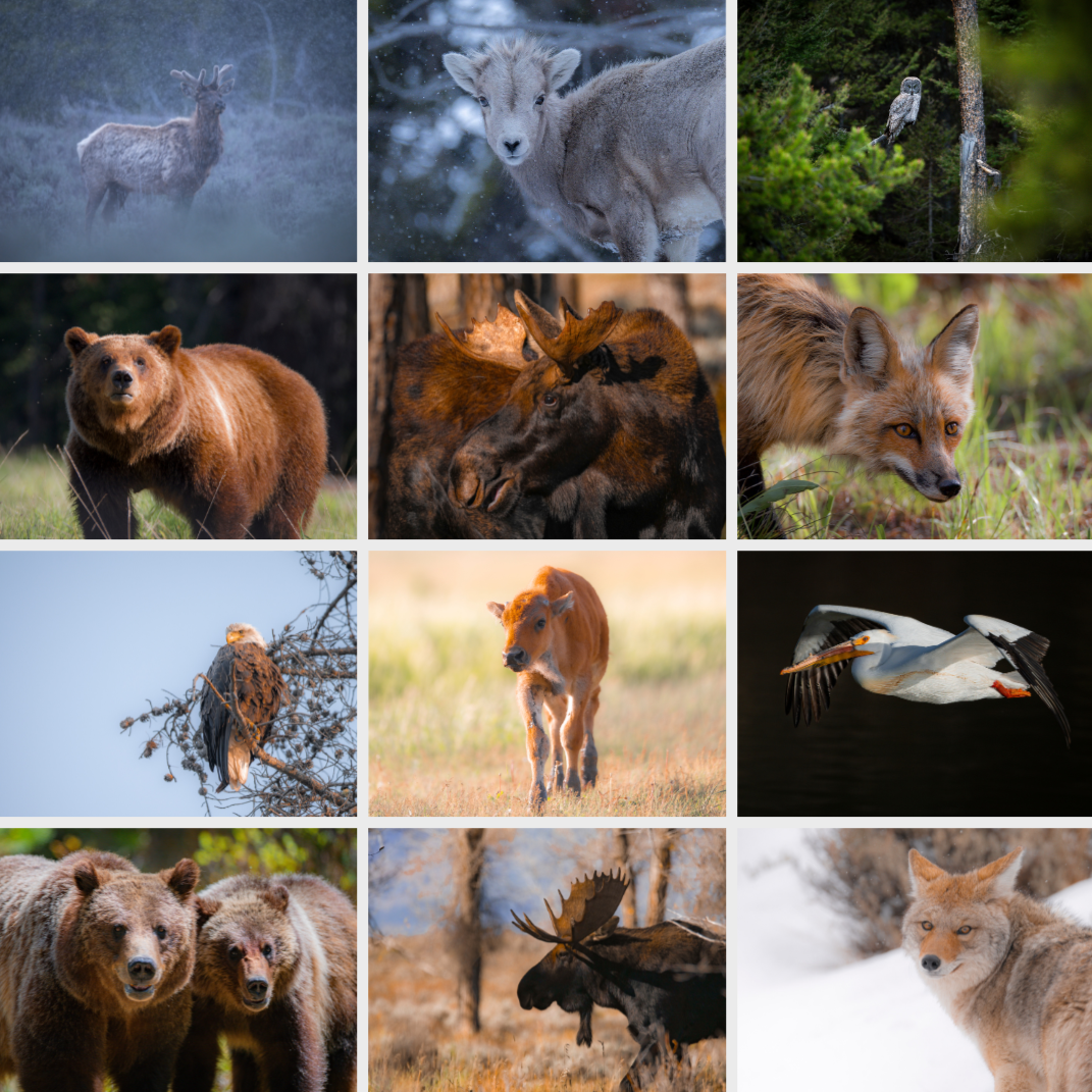 Into the Wild 2025 Calendar