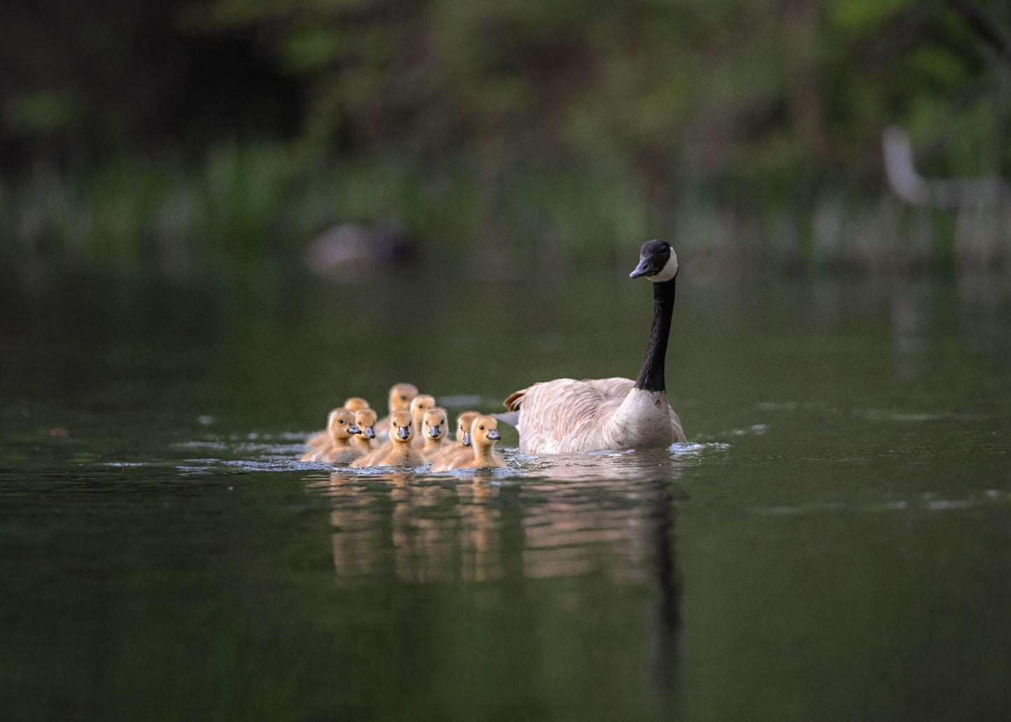 Goose Family