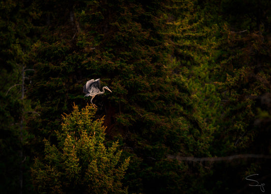 Pine Tree Heron