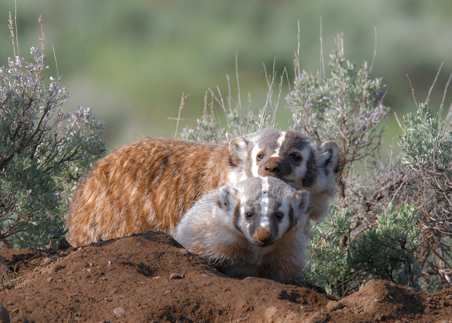 Badger & Cub