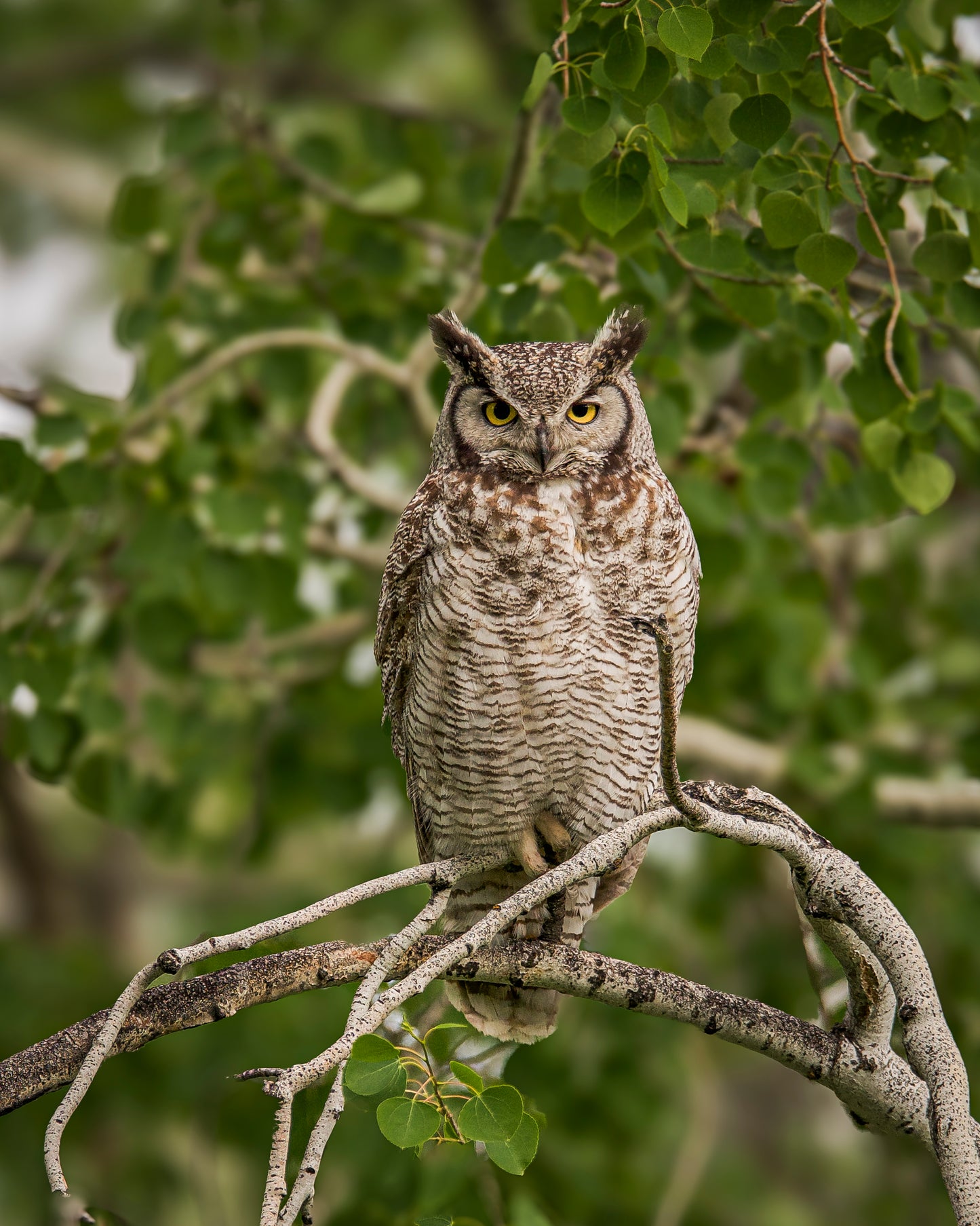 Great Horned Owl