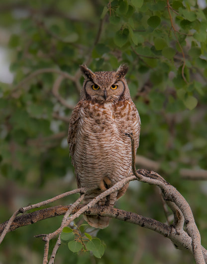 Great Horned Owl