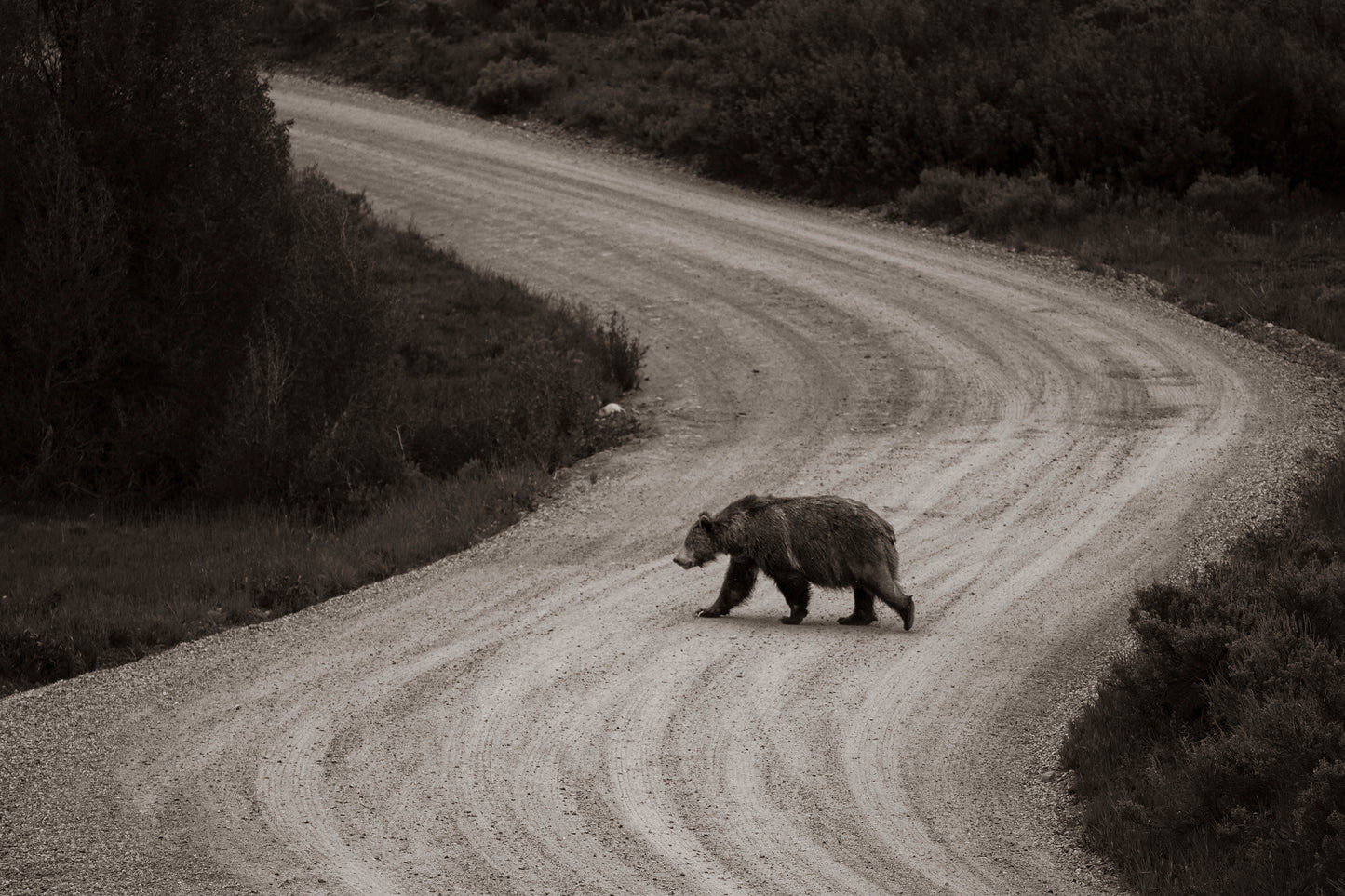 Grizzly Crossing