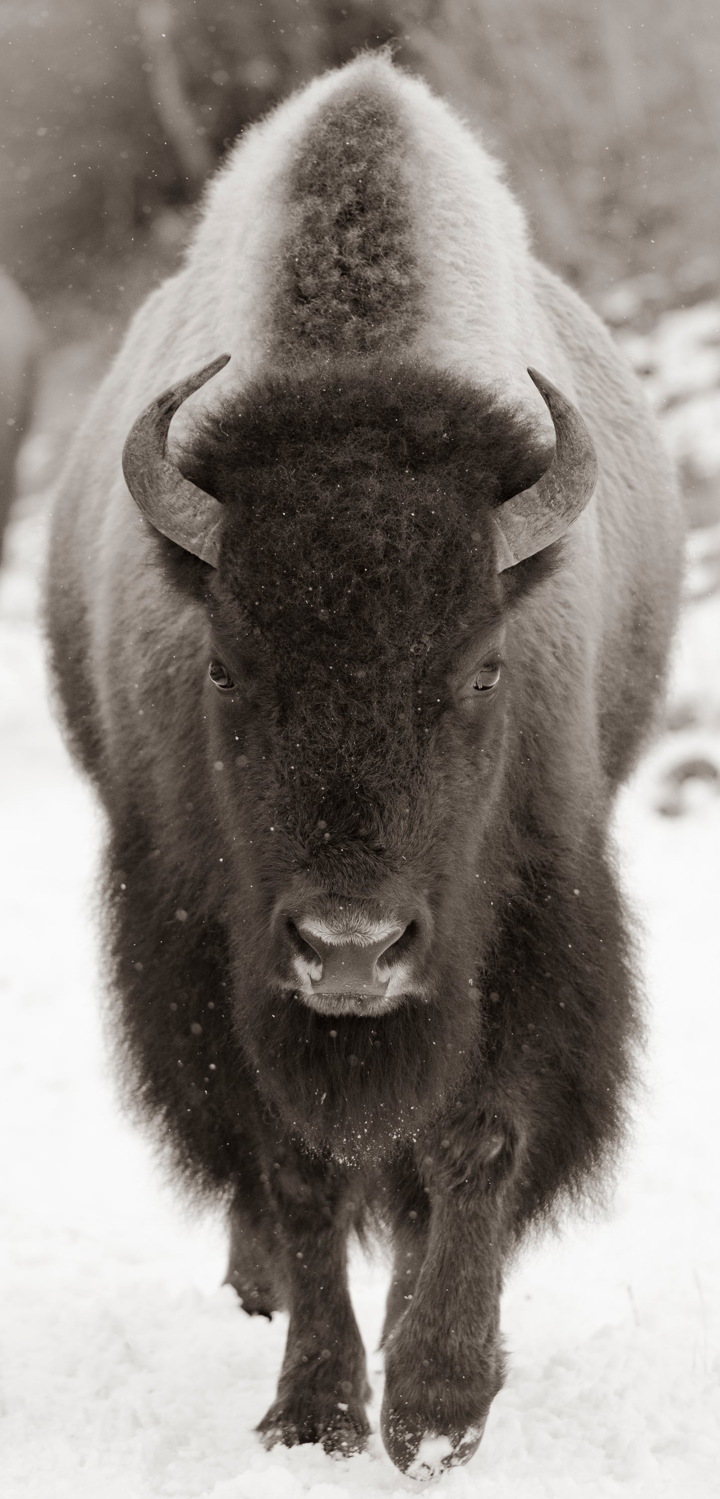 A Bison's Frosted Journey