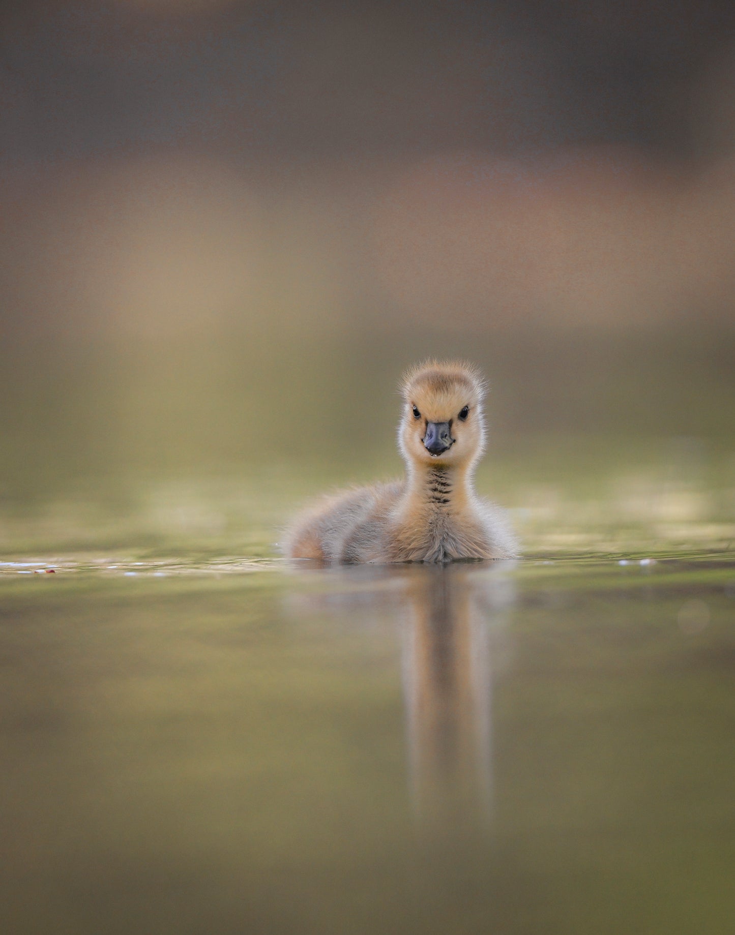 Lone Gosling