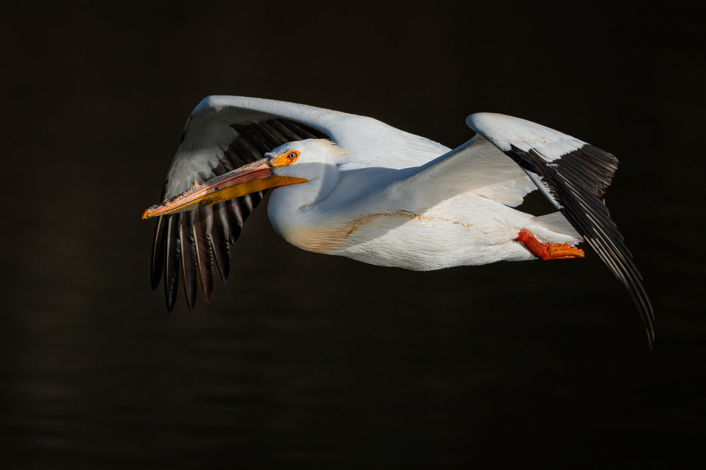 Wings of Pure Elegance