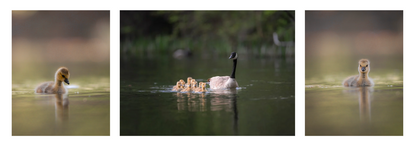 Goose Triptych